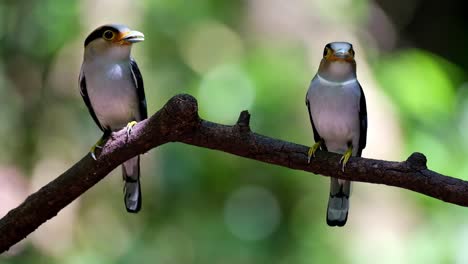Männchen-Und-Weibchen-Schauen-Sich-Gegenseitig-An-Und-Entscheiden,-Wer-Zuerst-Futter-Ins-Nest-Bringt,-Silberbrust-Breitschnabel,-Serilophus-Lunatus,-Kaeng-Krachan-Nationalpark,-Thailand