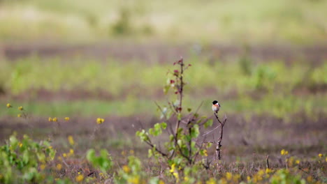small-bird,-European-stonechat,-sits-on-top-of-branch-in-al-field-full-of-beautiful-yellow-flowers-looking-around