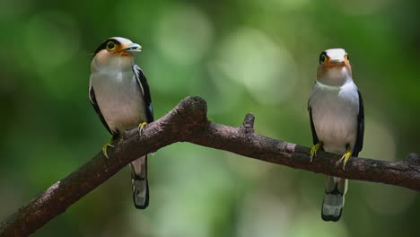 Male-to-the-left-and-female-on-the-right-looking-around-while-the-camera-zooms-out,-Silver-breasted-Broadbill,-Serilophus-lunatus,-Kaeng-Krachan-National-Park,-Thailand