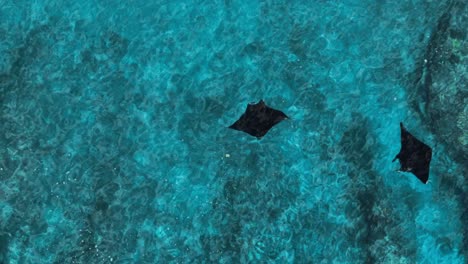 Black-mobula-manta-ray-swimming-calm-in-tropical-blue-water,-top-down