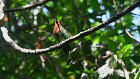 Seen-from-below-perched-on-a-vine-while-looking-around-and-calling,-Red-bearded-Bee-eater-Nyctyornis-amictus,-Kaeng-Krachan-National-Park,-Thailand