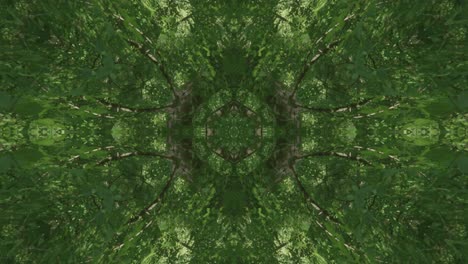 Grünes-Kaleidoskop-Mit-Waldbildern-Aus-Wissahickon-Creek,-Philadelphia,-Nr.-14