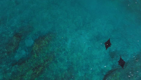 Manta-rays-gliding-through-water-near-shore-of-Bali,-aerial
