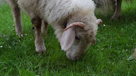 Lamb-grazing-on-pasture-eating-fresh-green-grass,-close-up-shot