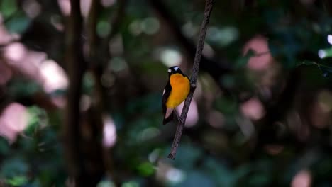 Perched-on-a-hanging-twig-looking-around-deep-in-the-forest-as-its-yellow-orange-color-is-emphasized,-Yellow-rumped-Flycatcher-Ficedula-zanthopygia,-Kaeng-Krachan-National-Park,-Thailand