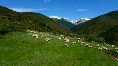 Sheep´s-grazing-in-the-meadow-and-in-the-background-the-snowy-mountains