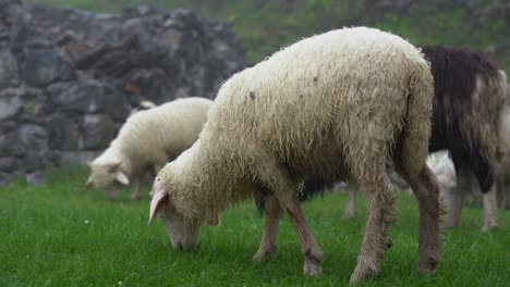 Lambs-grazing-green-grass-on-pasture-on-a-rainy-day-in-Spring