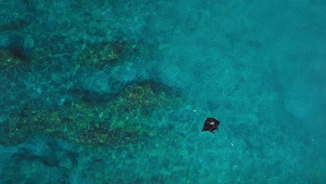 Large-majestic-black-reef-manta-ray-in-tropical-blue-water,-aerial