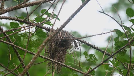 Ein-Nest,-Das-An-Dornigen-Zweigen-Hängt,-Während-Sein-Schnabel-Vom-Eingang-Aus-Zu-Sehen-Ist,-Schwarz-gelber-Breitschnabel-Eurylaimus-Ochromalus,-Nationalpark-Kaeng-Krachan,-Thailand