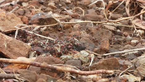 Blackhead-red-ants-eating-their-pry-