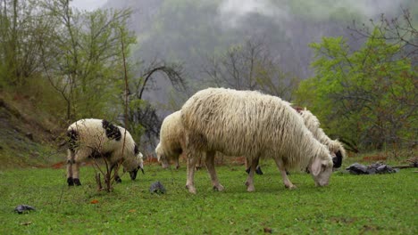 Sheep-and-lambs-grazing-fresh-grass-on-green-pasture-in-mountains
