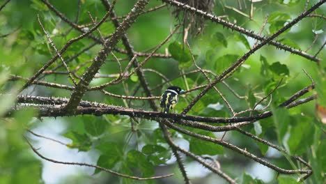 Seen-looking-around-while-perched-on-a-thorny-branch-then-jumps-around-to-show-its-back,-Black-and-yellow-Broadbill-Eurylaimus-ochromalus,-Kaeng-Krachan-National-Park,-Thailand