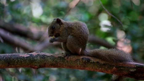 Seen-in-the-middle-eating-a-yellow-fruit-while-facing-to-the-left,-Grey-bellied-Squirrel-Callosciurus-caniceps,-Kaeng-Krachan-National-Park,-Thailand