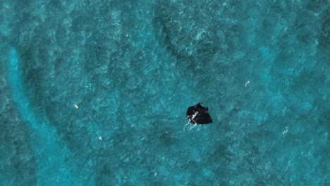 Mobula-Alfredi-swimming-majestically-in-clear-blue-tropical-water,-aerial