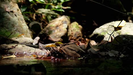 Stream-flowing-with-freshwater-and-rocks-also-plants-seen-as-insects-fly-around,-,-Kaeng-Krachan-National-Park,-Thailand
