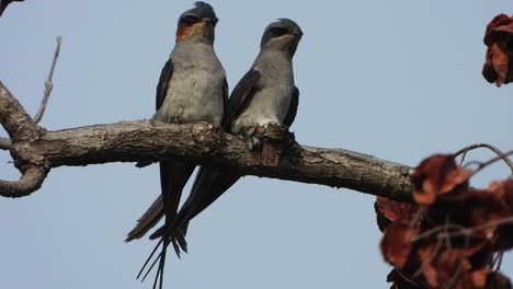 Crested-treeswift-birds-in-nest-