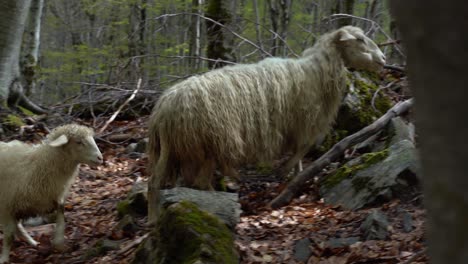 Mother-sheep-feeds-lamb-with-breast-milk-into-the-wild-forest