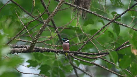 Perched-on-a-thorny-branch-looking-around-then-hops-around-and-flies-up-into-its-nest,-Black-and-yellow-Broadbill-Eurylaimus-ochromalus,-Kaeng-Krachan-National-Park,-Thailand