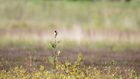 small-bird,-European-stonechat,-sits-on-top-of-branch-in-al-field-full-of-beautiful-yellow-flowers