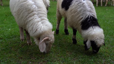 Twin-lambs-grazing-green-grass-near-heard-of-sheep,-feeding-domestic-animals