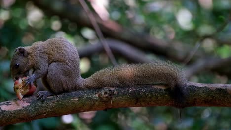 Seen-on-the-left-side-of-the-frame-eating-a-fruit,-Grey-bellied-Squirrel-Callosciurus-caniceps,-Kaeng-Krachan-National-Park,-Thailand