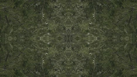Greenery-Kaleidoscope-using-forest-imagery-from-Wissahickon-Creek,-Philadelphia,-#6