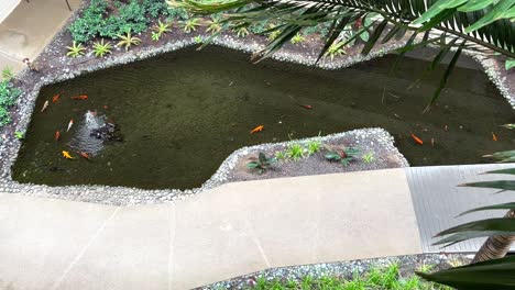 High-angle-view-overlooking-many-colourful-Japanese-ornamental-koi-fish-in-hotel-pond