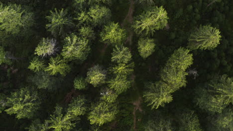 Rise-up-and-spin-over-a-beautiful-misty-evergreen-forest-in-the-Czech-Republic,-aerial