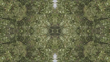 Grünes-Kaleidoskop-Mit-Waldbildern-Aus-Wissahickon-Creek,-Philadelphia,-#24