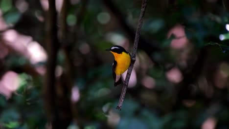 Seen-perched-on-a-hanging-twig-looking-around-and-flies-away,-Yellow-rumped-Flycatcher-Ficedula-zanthopygia,-Kaeng-Krachan-National-Park,-Thailand