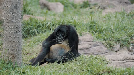 Geoffroy's-Spider-Monkey-Sitting-On-The-Grass-And-Licking-Fingers-In-The-Wilderness