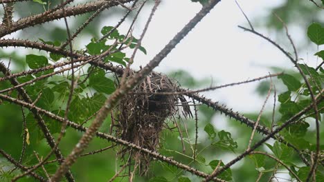 Ein-Nest-Bewegt-Sich-Mit-Dem-Wind-Und-Der-Vogel-Ist-Ein-Wenig-Im-Nest-Zu-Sehen,-Schwarz-gelber-Breitschnabel-Eurylaimus-Ochromalus,-Kaeng-Krachan-Nationalpark,-Thailand