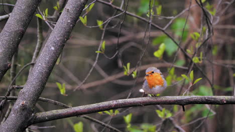 small-bird,-red-robin,-sits-on-a-branch-in-forest-looking-around
