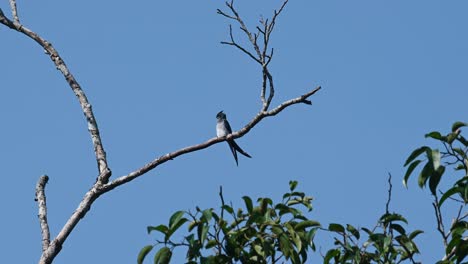 Seen-perched-up-high-on-a-branch-during-a-sunny-day-while-its-looking-around-for-some-insects-to-eat,-Grey-rumped-Treeswift-Hemiprocne-longipennis,-Kaeng-Krachan-National-Park,-Thailand