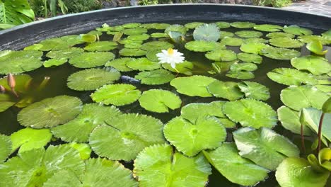 Ein-Teich-Voller-Seerosen-Mit-Einigen-Lotusblüten-Und-Den-Blättern,-Die-Auf-Der-Wasseroberfläche-Schwimmen