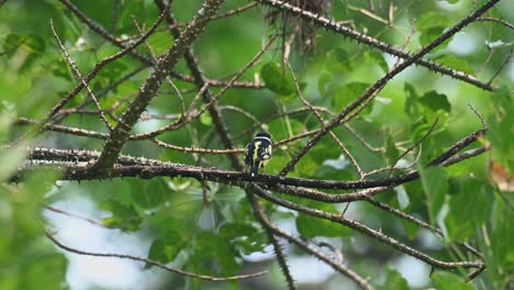 Seen-from-its-back-during-a-windy-day-just-below-its-nest,-Black-and-yellow-Broadbill-Eurylaimus-ochromalus,-Kaeng-Krachan-National-Park,-Thailand