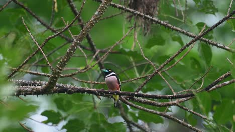 Seen-looking-to-the-left-while-perched-on-a-thorny-branch-as-the-camera-zooms-out,-Black-and-yellow-Broadbill-Eurylaimus-ochromalus,-Kaeng-Krachan-National-Park,-Thailand