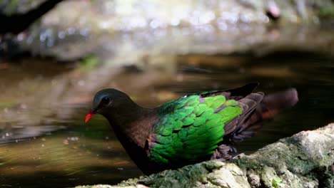 Goes-into-the-water-and-then-shakes-its-body-to-wash-itself,-Common-Emerald-Dove,-Chalcophaps-indica,-Thailand