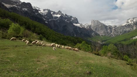 Sheep-grazing-green-fresh-grass-on-pasture-and-shepherd-dog-sitting,-background-of-Alps-mountains