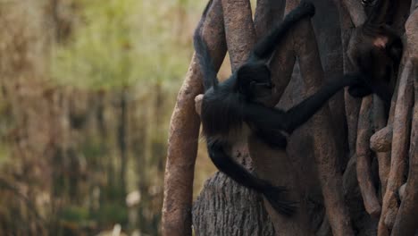 Spider-Monkeys-Playing-On-Huge-Tree-In-The-Forest-With-Their-Prehensile-Tails