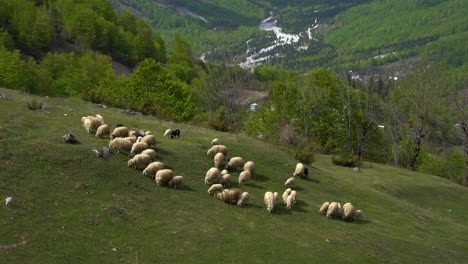 Herd-of-sheep-grazing-on-a-fresh-green-pasture-in-Albanian-Alps