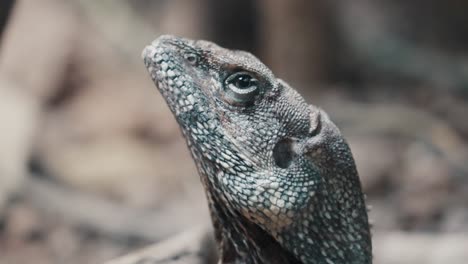 Close-Up-Of-Frilled-neck-Lizard-Endemic-In-Dry-Forest-Of-Northern-Australia