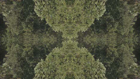 Grünes-Kaleidoskop-Mit-Waldbildern-Aus-Wissahickon-Creek,-Philadelphia,-#11