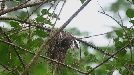 The-bill-of-the-bird-can-be-seen-jutting-out-and-then-retreats-inside-the-nest,-Black-and-yellow-Broadbill-Eurylaimus-ochromalus,-Kaeng-Krachan-National-Park,-Thailand