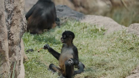 Young-Geoffroy's-Spider-Monkey-Eating-Twig-While-Sitting-On-The-Grass