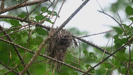 The-nest-of-the-Black-and-yellow-Broadbill-on-a-thorny-tree,-Eurylaimus-ochromalus,-Kaeng-Krachan-National-Park,-Thailand