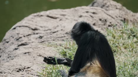 Black-handed-Spider-Monkey-Picking-Grass-On-The-Ground-Then-Eat