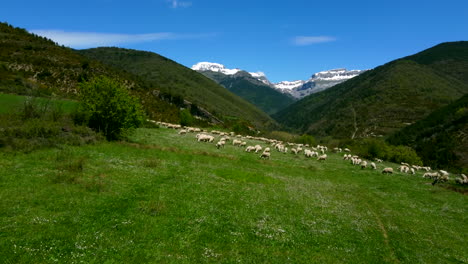 Sheep´s-grazing-in-the-meadow-and-in-the-background-the-snowy-mountains
