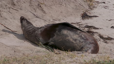 An-Australian-Fur-Seal-lazing-in-the-sun-on-a-sandy-beach-and-waving
