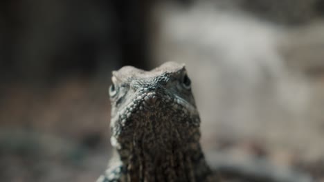 Front-View-Frilled-neck-Lizard-In-Shallow-Depth-Of-Field